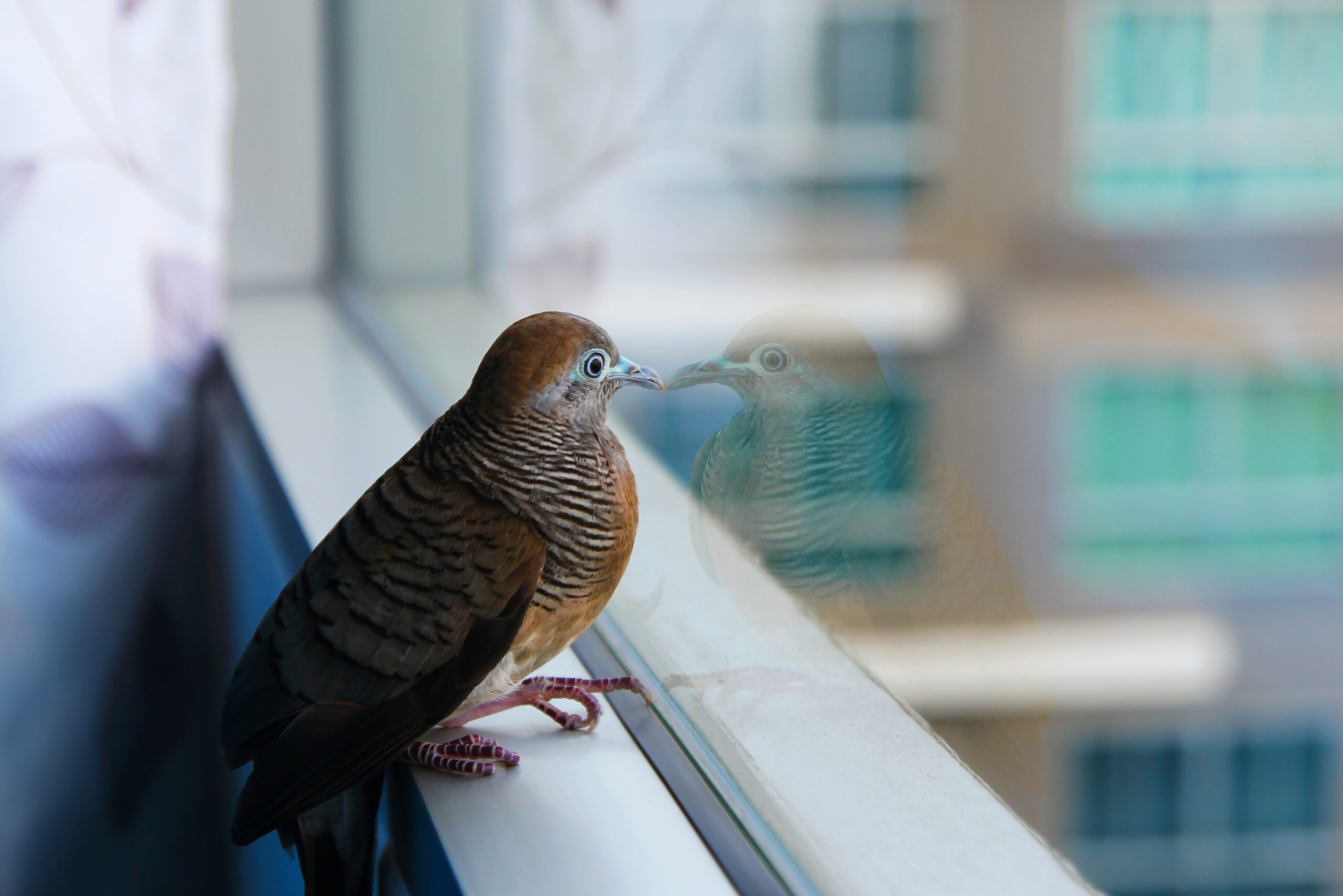 bird divert boston windows